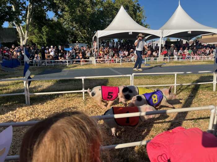 County Fair pig races