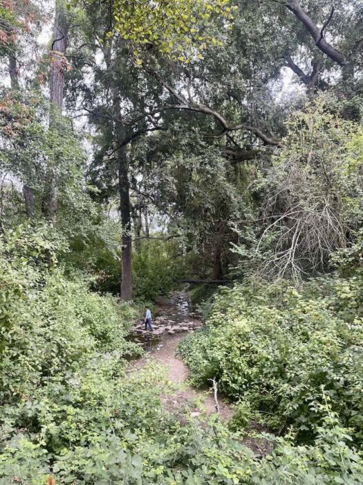 Sausal Creek in Dimond Park