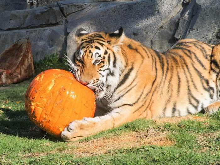 a tiger gnawing on a pumpkin