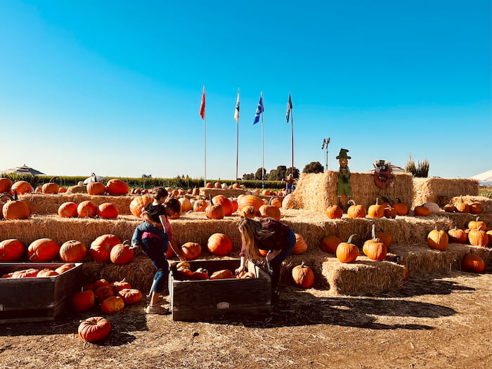 people picking out pumpkins with flags in background