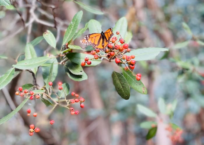 butterfly on leaves