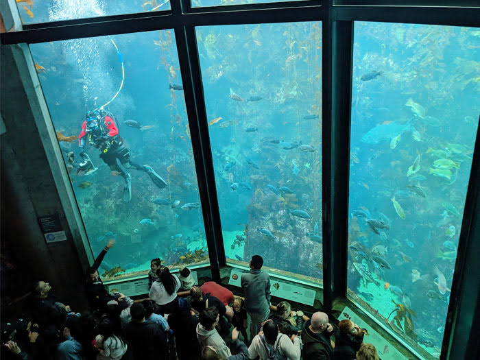 Monterey Bay Aquarium Crowds