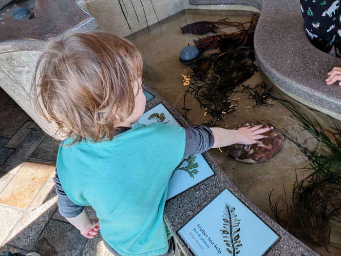 Monterey Bay Aquarium Touch Pools