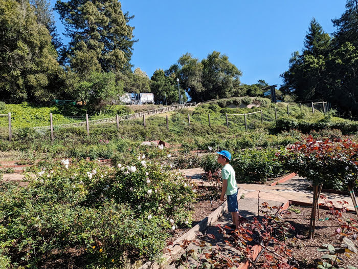 Rose Garden