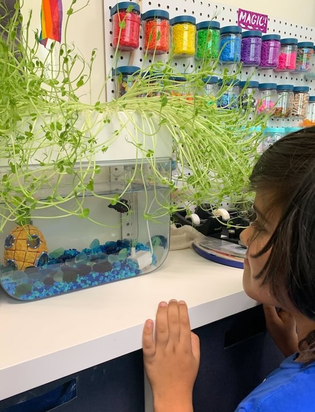 Child looking at fish tank with colorful beads around