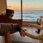 sunset baby dog happy