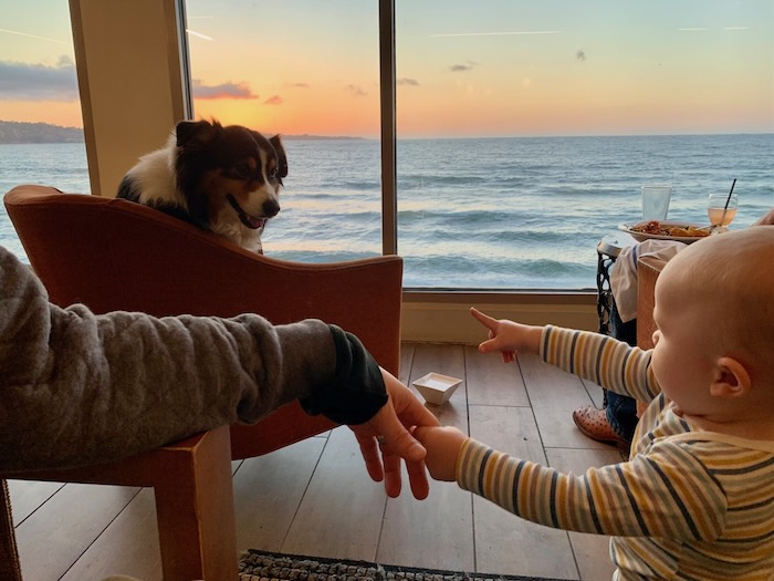 sunset baby dog happy