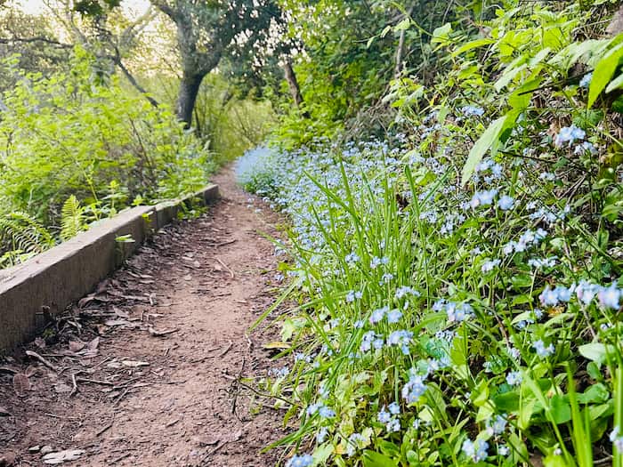 little blue wildflowers on hiking trail
