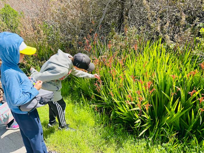 two boys looking at red wildflowers