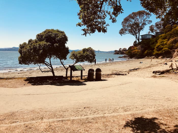beach with a few trees