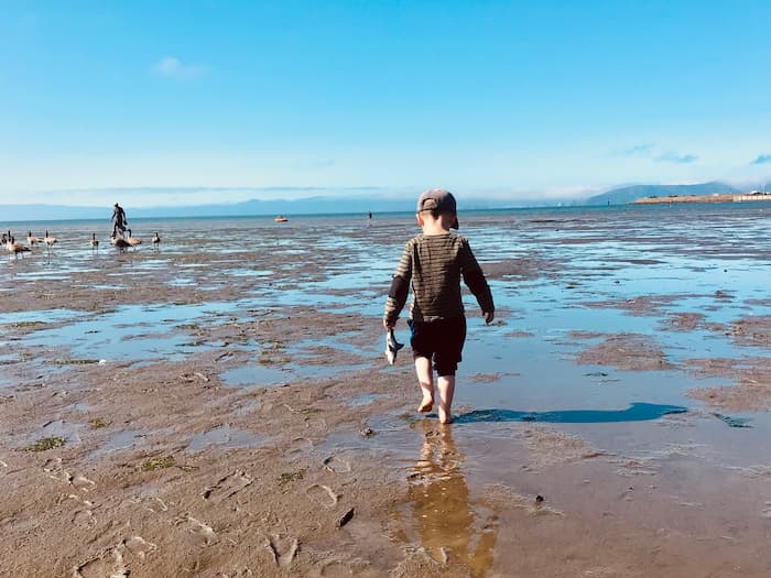 little boy walking in shallow water at the beach
