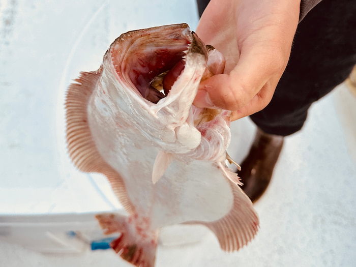 dead fish with mouth open