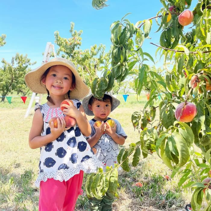 two children holding peaches in orchard