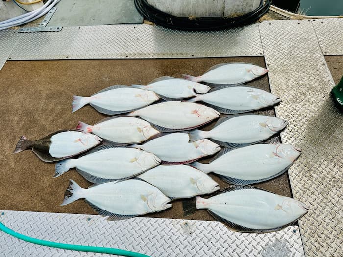 dead fish lined up