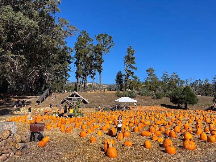 pumpkin patch blue sky farm
