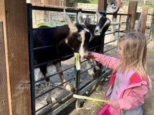 Child feeding goat at Tilden Little Farm