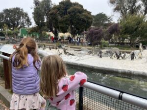 SF Zoo penguin island