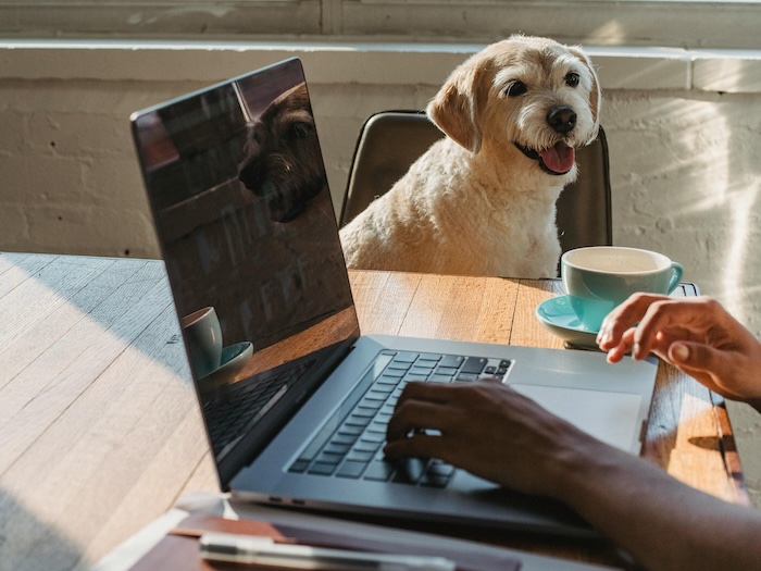 faceless lady working on laptop near dog at table