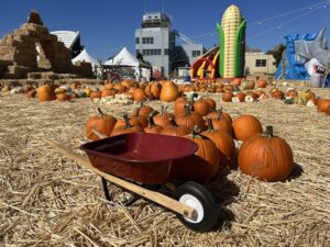 Speer Pumpkin Patch at Alameda Point 2024 pumpkins wiht bouncy stuff in background