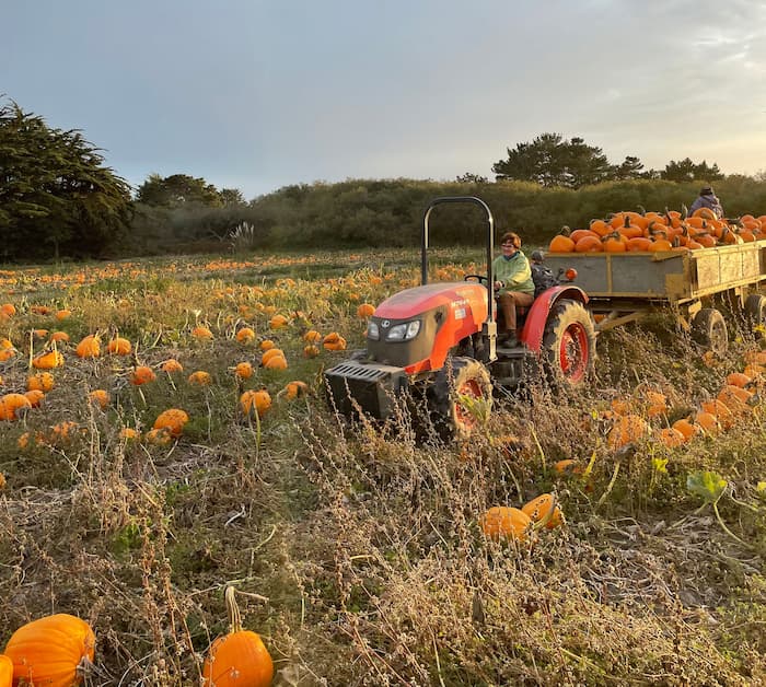 tractor pulling trailer full of pumpkins in field of pumpkins