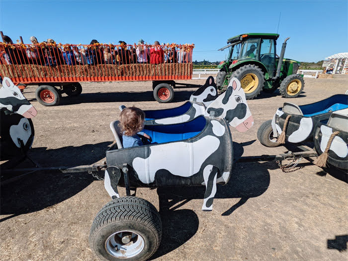 Cow train and hayride Santa Rosa Pumpkin Patch