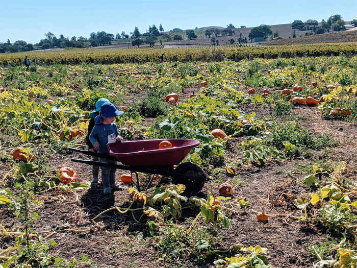 Wheelbarrow full of pumpkins.