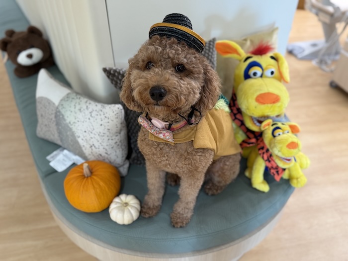 therapy dog at dentist office with stuffed animals and a pumpkin