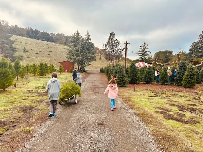 kids walking on path at Christmas tree farm