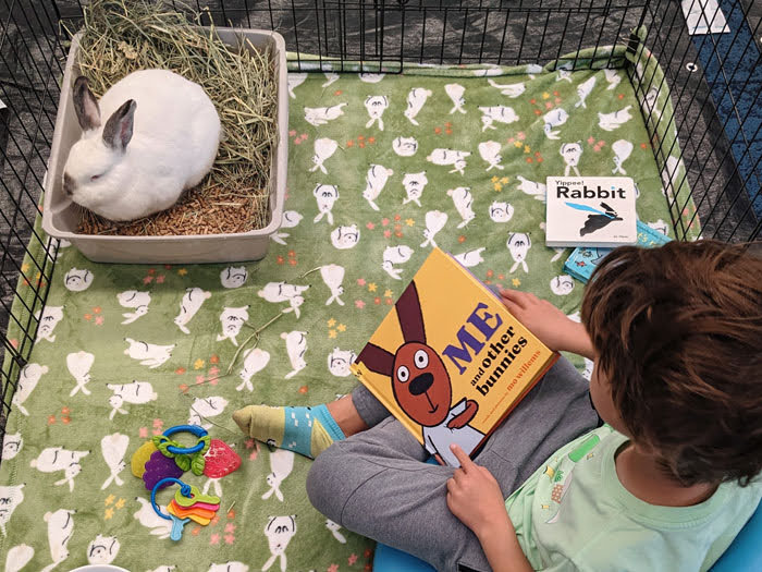Read to a Rabbit at the Library