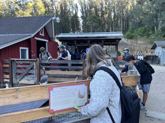kids Feeding the ducks, geese, and chickens at Little Farm in Tilden Park