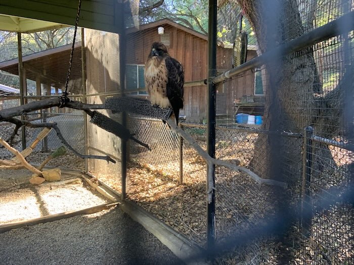 large hawk like bird in an enclosure at sulphur creek in hayward