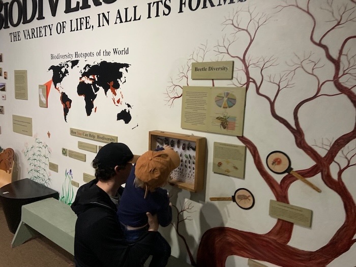 child pressing face into a bug display at sulphur creek
