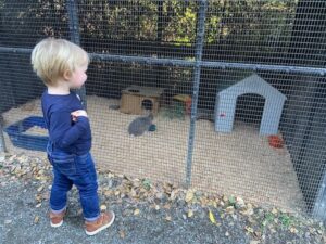 small child looking at rabbits in an enclosure with a small house