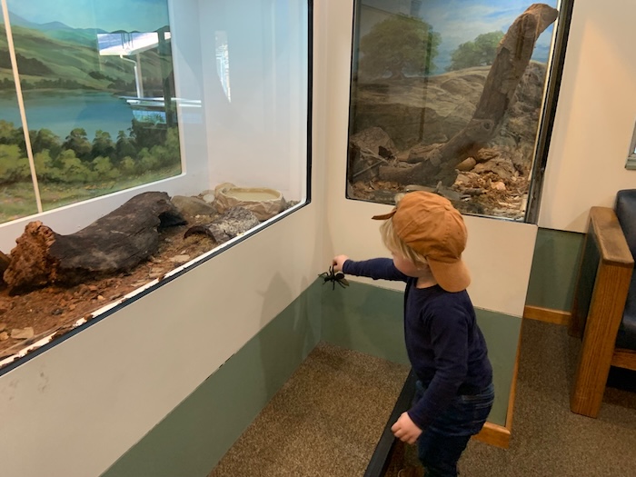 child holding a pretend spider and looking at real snakes
