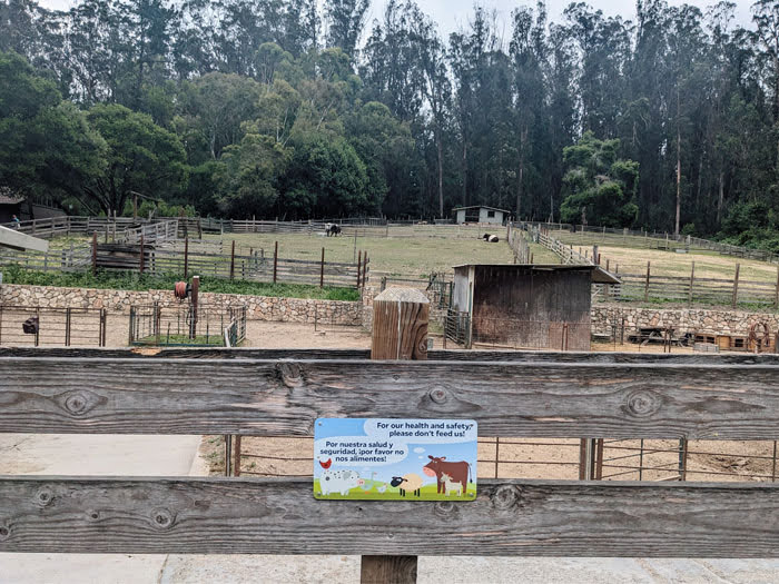 Tilden Little Farm in Berkeley 