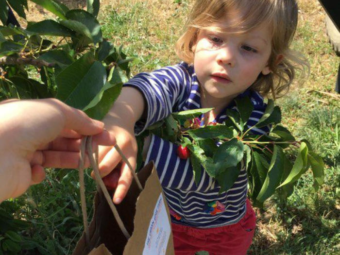 little girl picking fruit from tree