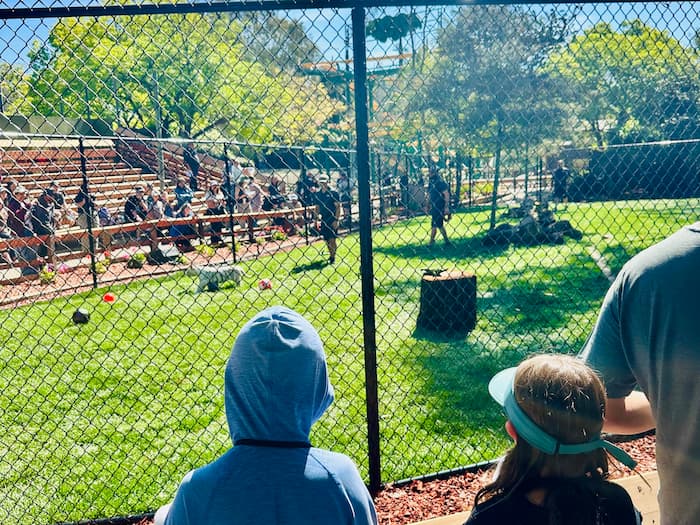 two kids watching baby tigers behind fence