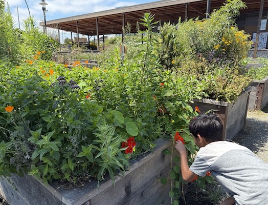 West Oakland Farm Park