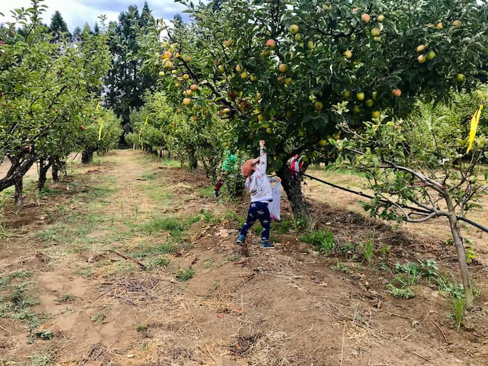 little girl picking an apple off of a tree