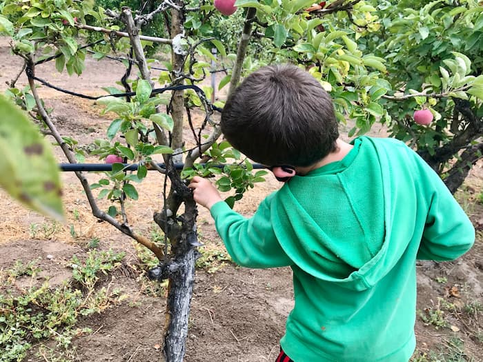 boy picking an apple off of a tree