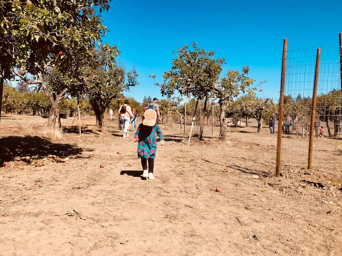 little girl walking in an apple orchard