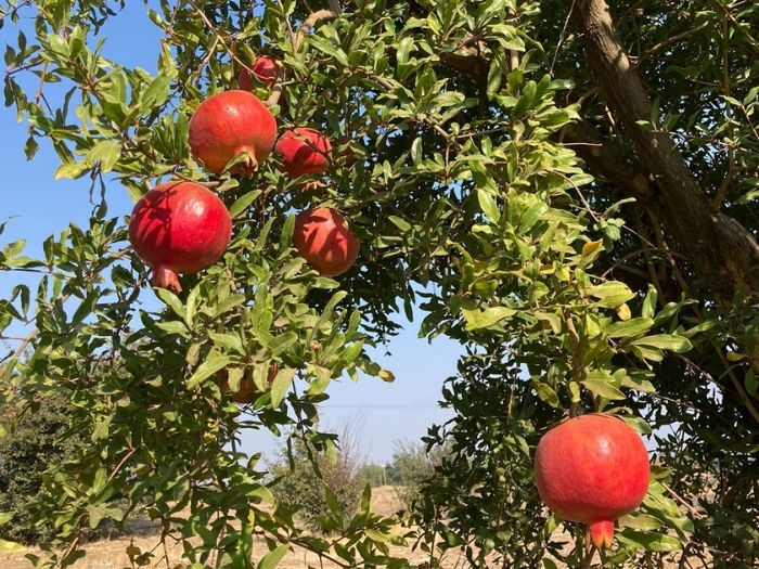 pomegranate bush or tree against a blue sky