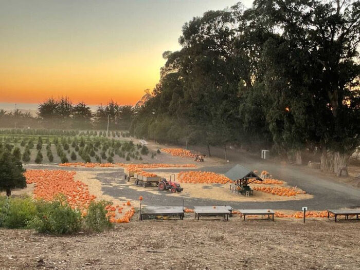 Rancho Siempre Verde pumpkins trees sunset
