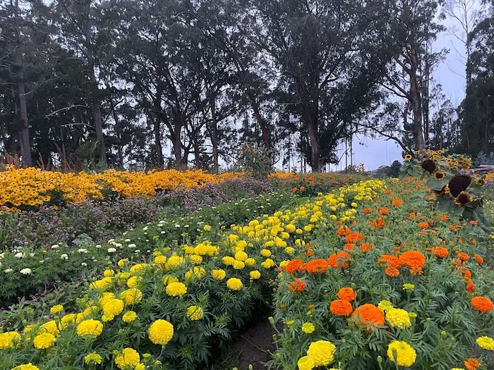 Rancho Siempre Verde flower fields