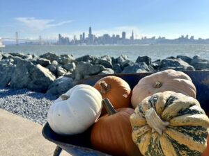 pumpkins with san francisco city view
