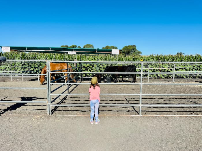 girl looking at cow and horse through gate
