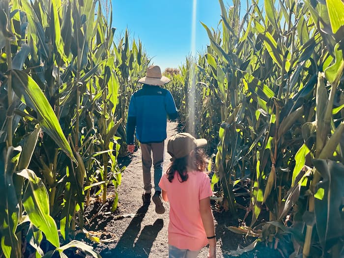 two kids walking in a corn maze