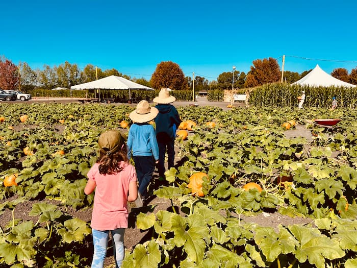 three kids walking in a pumpkin patch