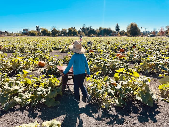 boy with a wheelbarrow in a pumpkin patch