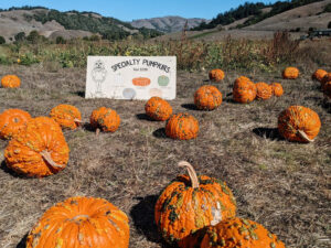 Nicasio Valley Pumpkin Patch
